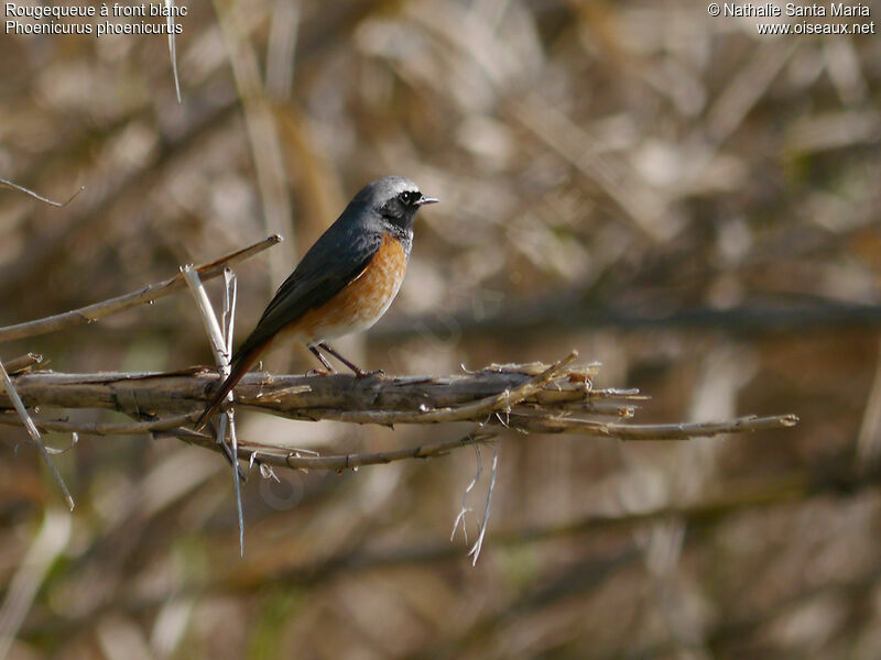 Common Redstart male adult breeding, identification, habitat, Behaviour