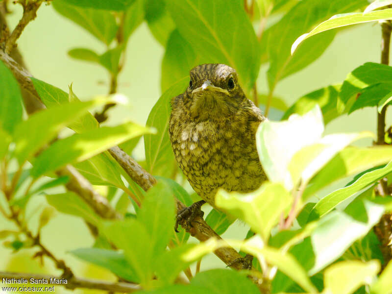 Common Redstartjuvenile, Behaviour