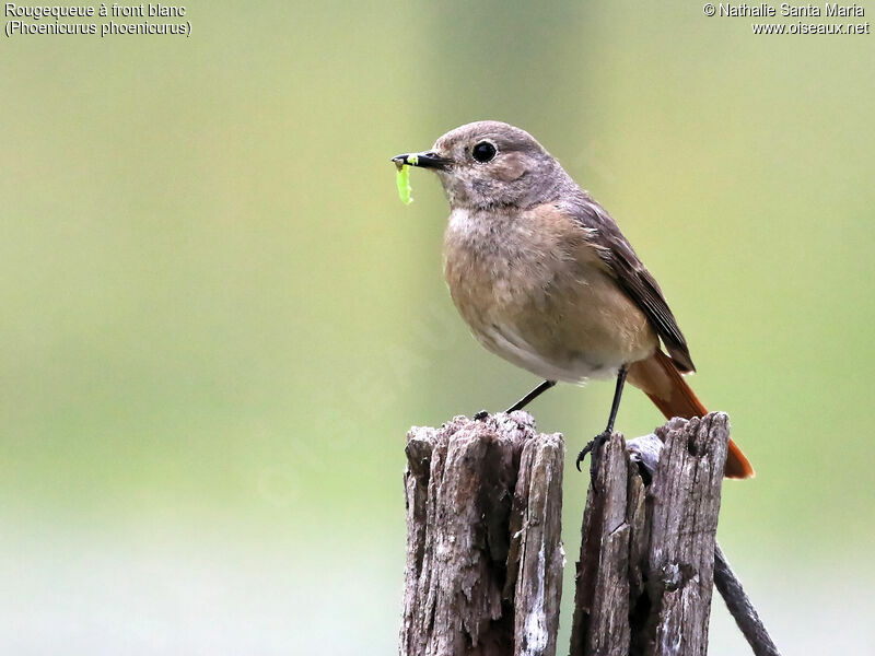 Common Redstart female adult, identification, feeding habits, Reproduction-nesting