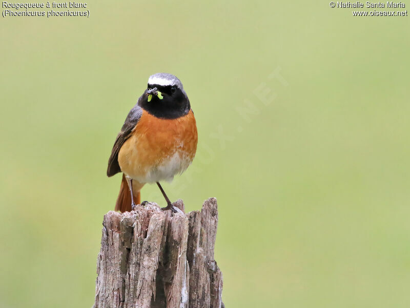 Common Redstart male adult breeding, identification, feeding habits, Reproduction-nesting