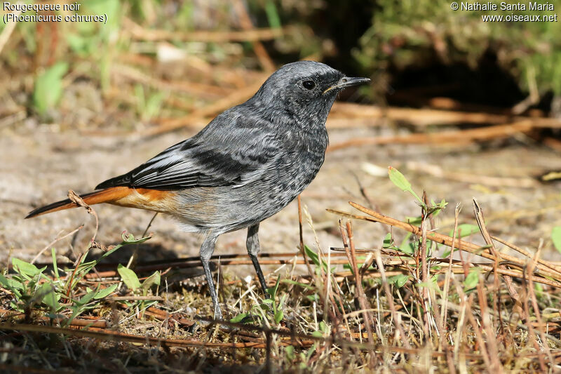 Black Redstart male adult transition, identification, habitat, moulting, Behaviour