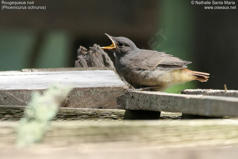 Black Redstartjuvenile, identification, habitat