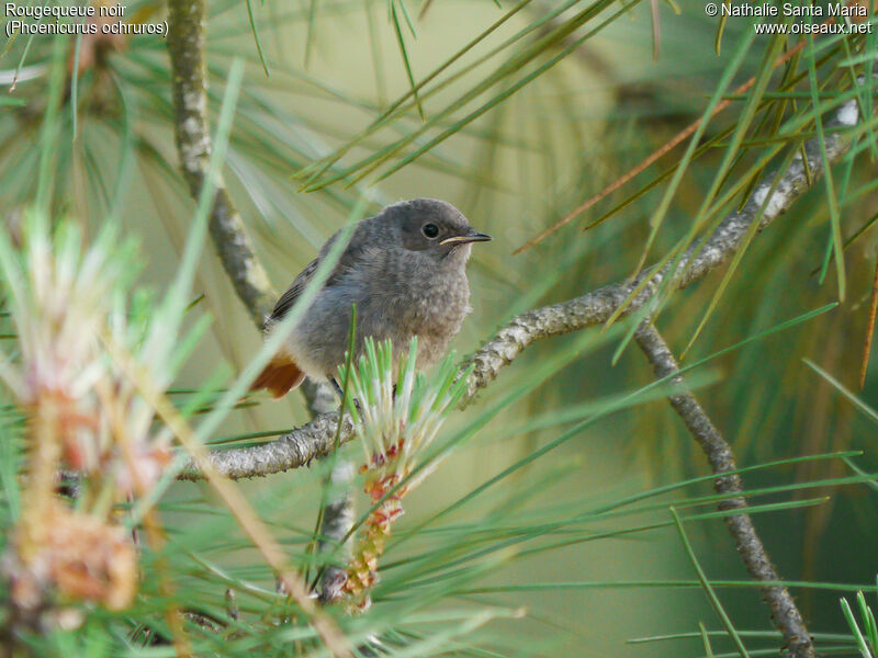 Rougequeue noirjuvénile, identification, habitat, Comportement