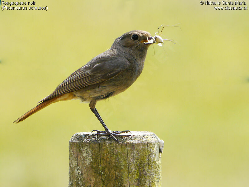 Black Redstart female adult, identification, feeding habits, Reproduction-nesting, Behaviour