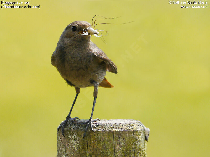 Black Redstart female adult, identification, feeding habits, Reproduction-nesting, Behaviour