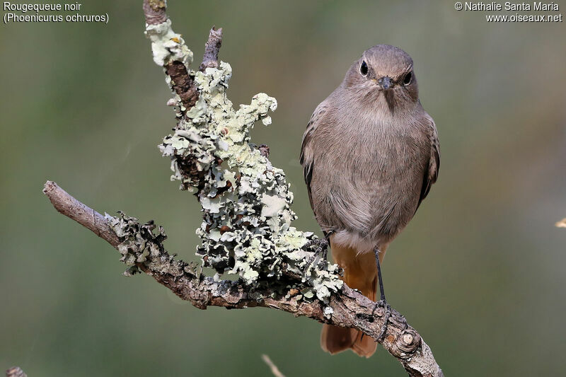 Black Redstart, identification, Behaviour