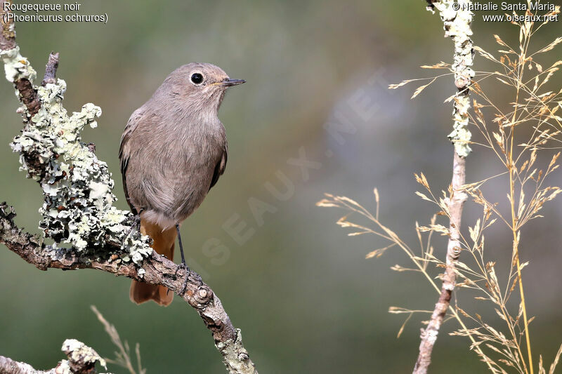 Black Redstart, identification, Behaviour