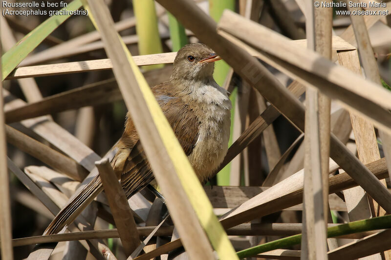 Rousserolle à bec finadulte, identification, habitat