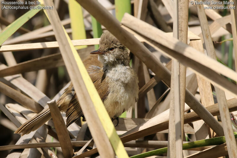 Rousserolle à bec finadulte, identification, habitat