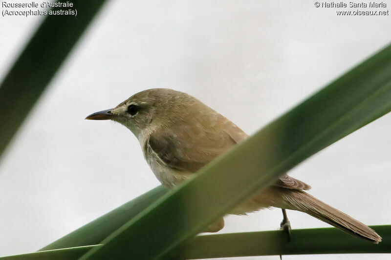 Rousserolle d'Australieadulte, identification