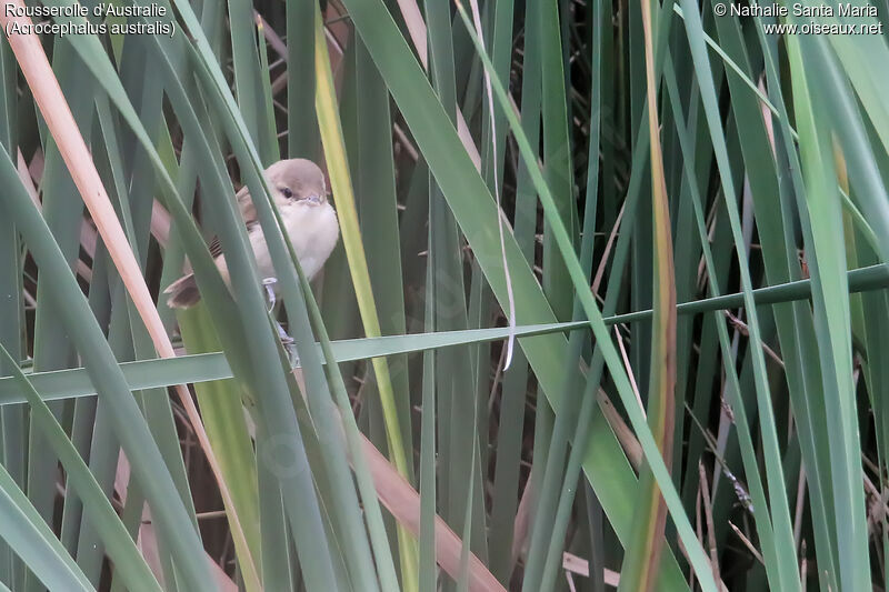 Rousserolle d'Australiejuvénile, habitat