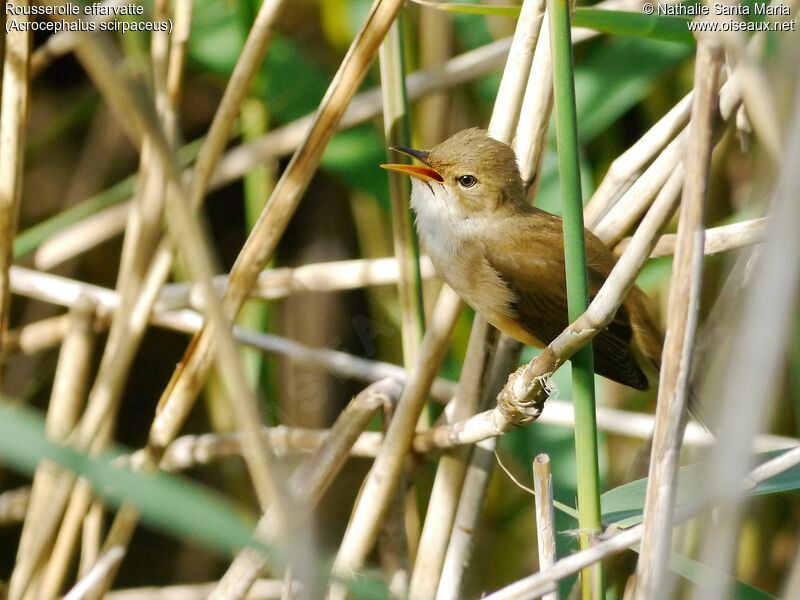 Common Reed Warbler male adult, song