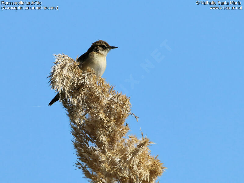 Great Reed Warbleradult, identification, habitat, Behaviour