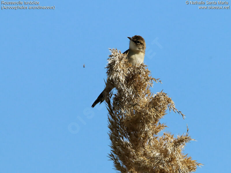 Rousserolle turdoïdeadulte, identification, habitat, Comportement