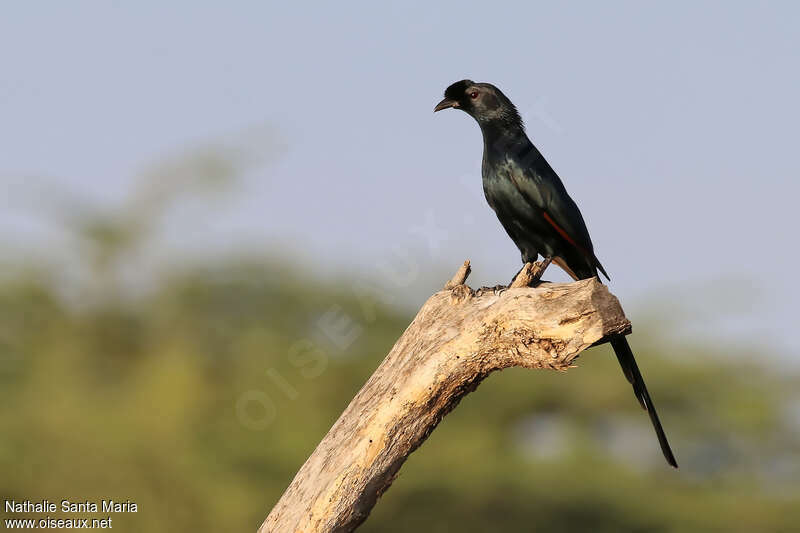 Bristle-crowned Starlingadult, identification