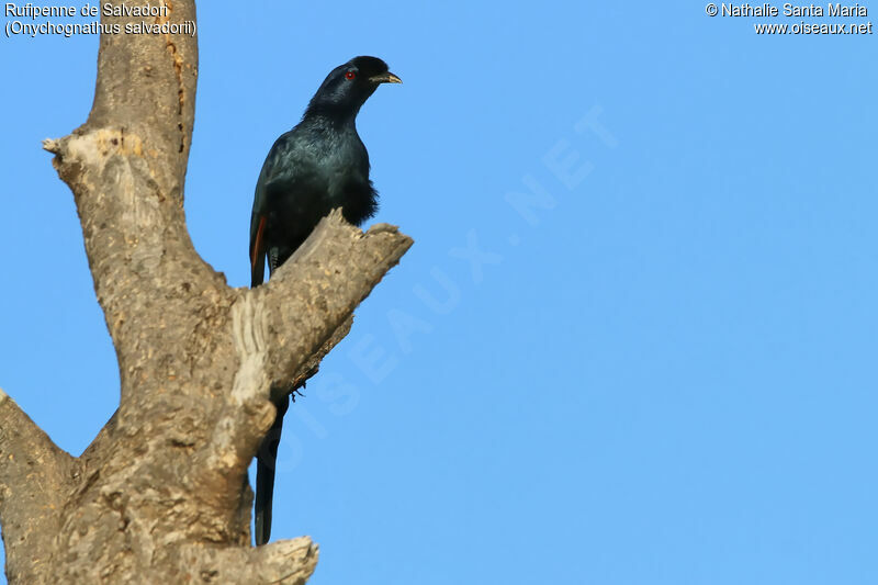 Bristle-crowned Starlingadult, identification, habitat