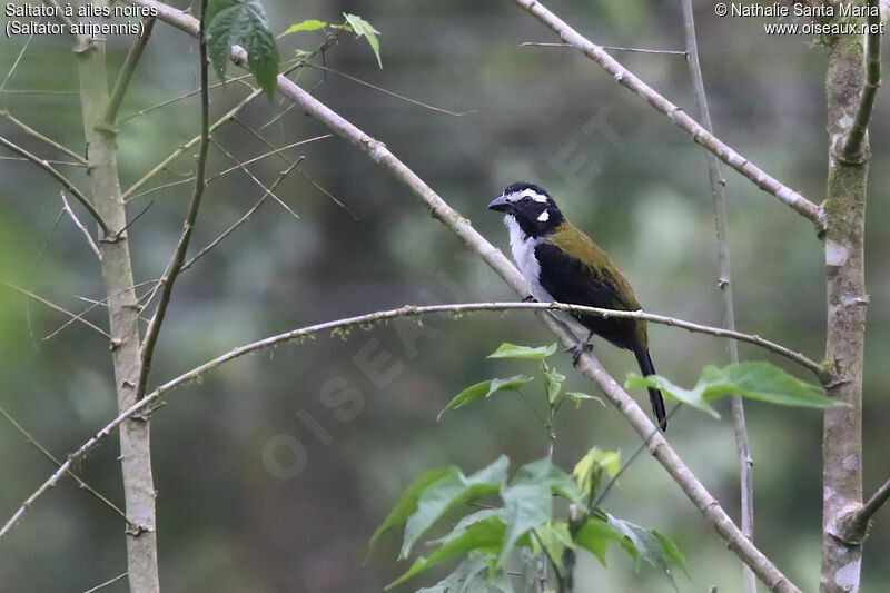 Saltator à ailes noiresadulte, identification