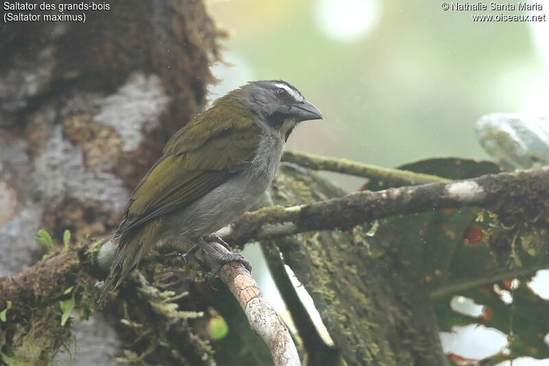 Saltator des grands-boisadulte, identification