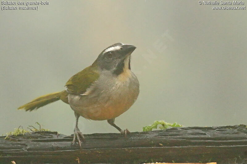 Buff-throated Saltatoradult, identification