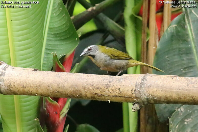 Saltator des grands-boisadulte, identification