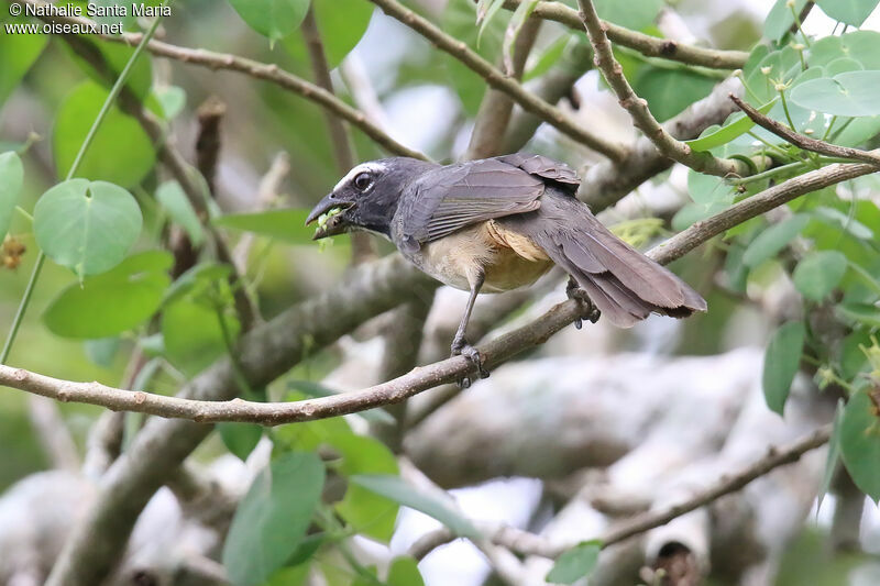 Cinnamon-bellied Saltatoradult, identification