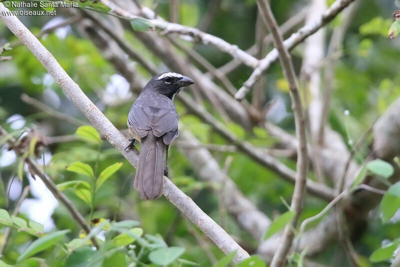 Saltator du Mexique, identification