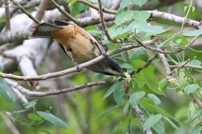 Cinnamon-bellied Saltatoradult, feeding habits, eats