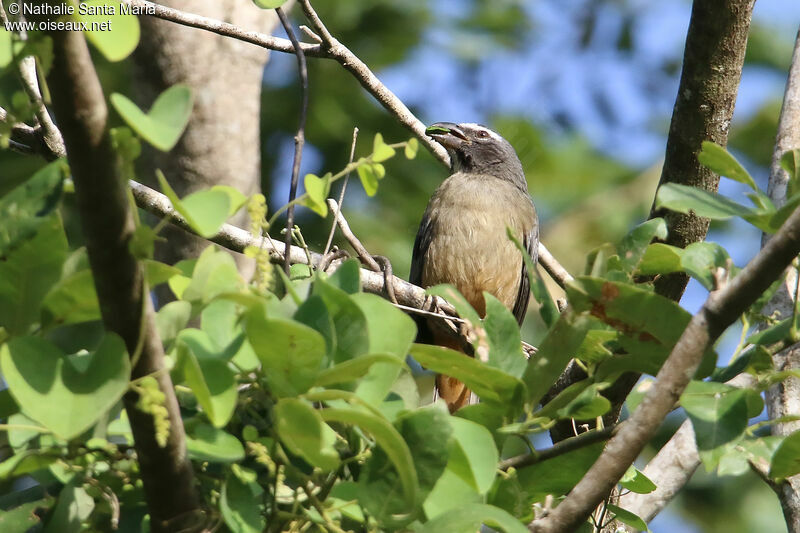 Cinnamon-bellied Saltatoradult, identification, feeding habits, eats