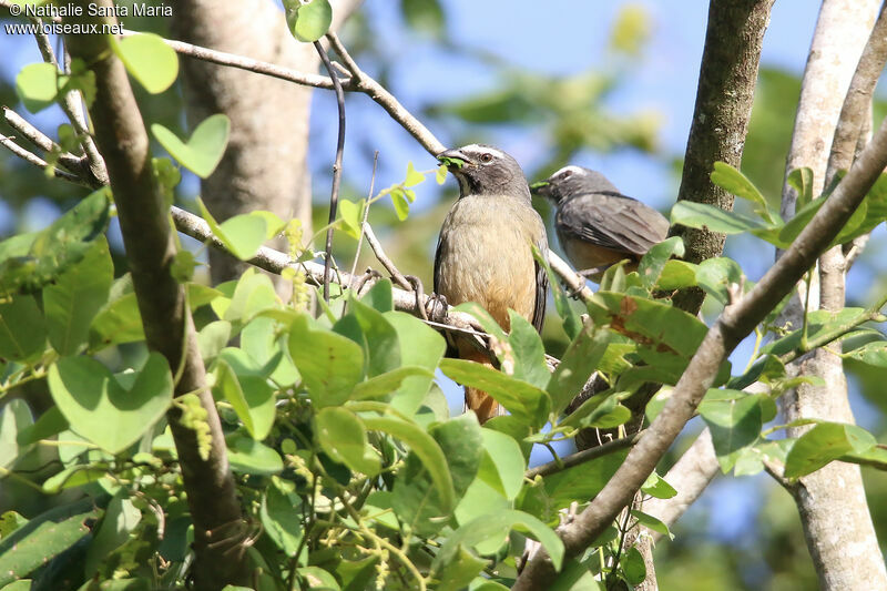 Cinnamon-bellied Saltator, identification, feeding habits