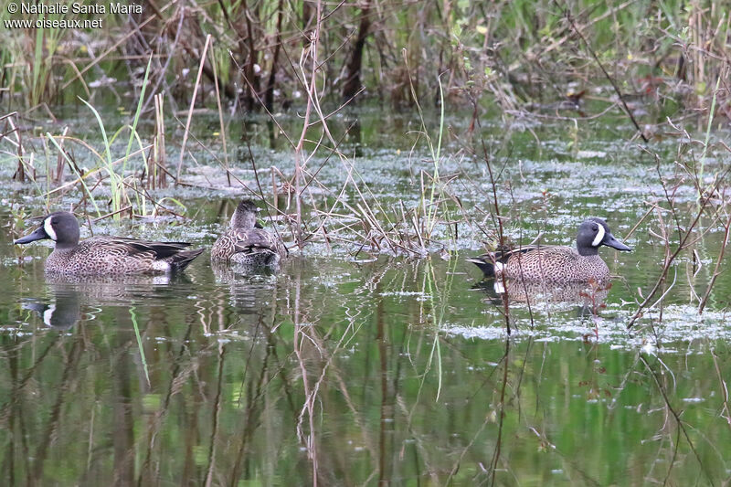 Sarcelle à ailes bleuesadulte, identification, nage