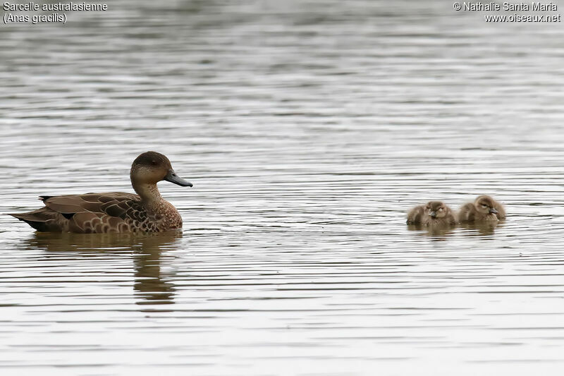 Grey Teal, habitat, swimming