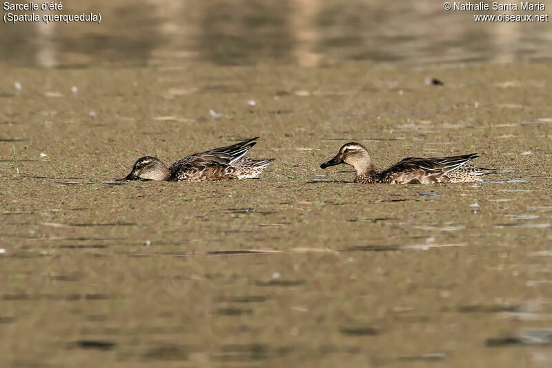 Garganeyadult post breeding, identification, habitat, swimming