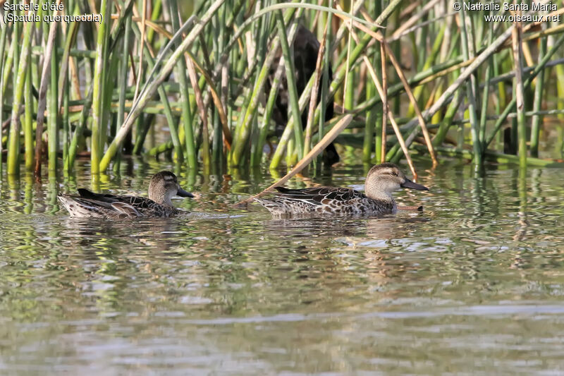 Sarcelle d'été femelle adulte, identification, habitat