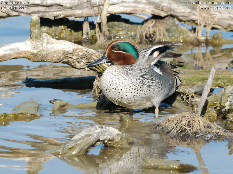 Sarcelle d'hiver mâle adulte nuptial, identification