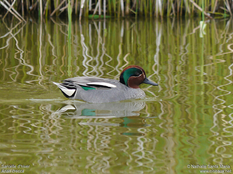 Eurasian Teal male adult breeding