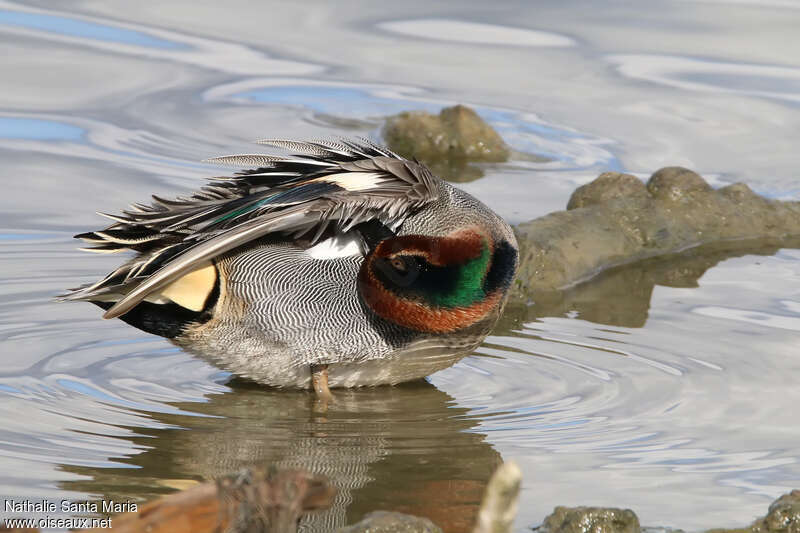 Eurasian Teal male adult breeding, care