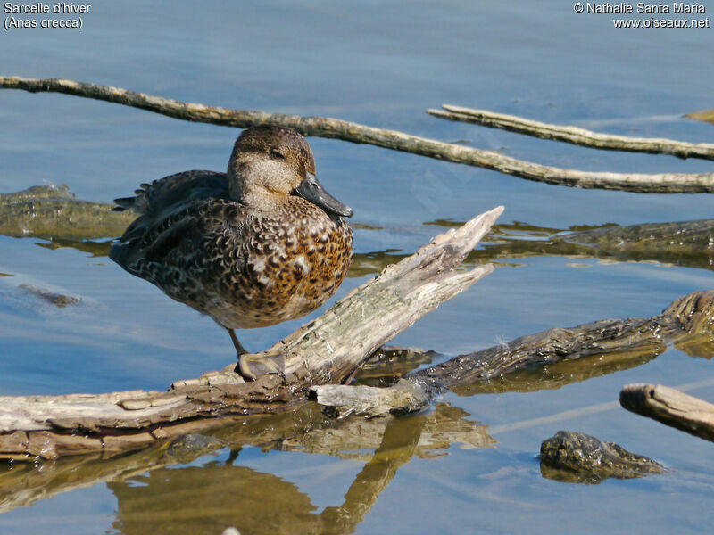 Sarcelle d'hiver femelle adulte, identification, habitat, Comportement