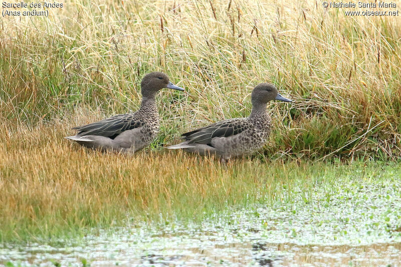 Sarcelle des Andesadulte, identification