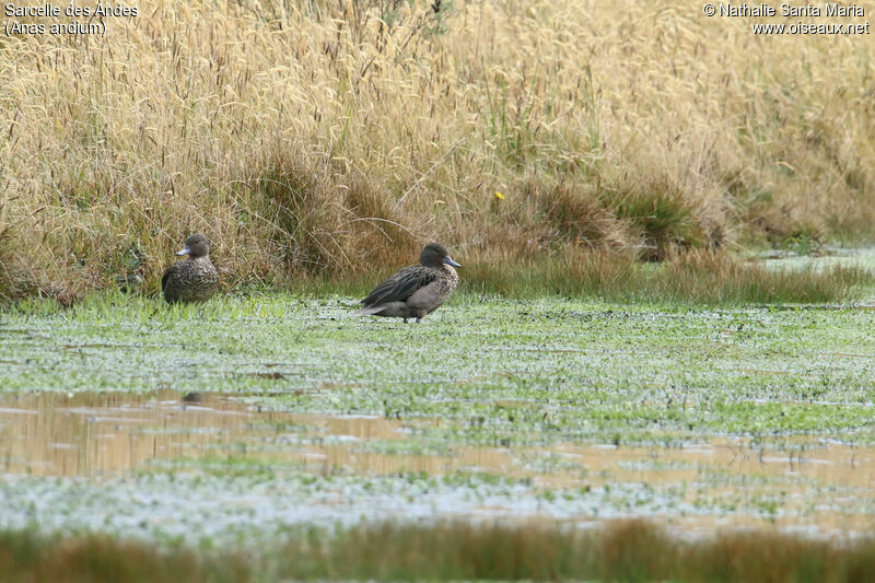 Andean Tealadult, habitat