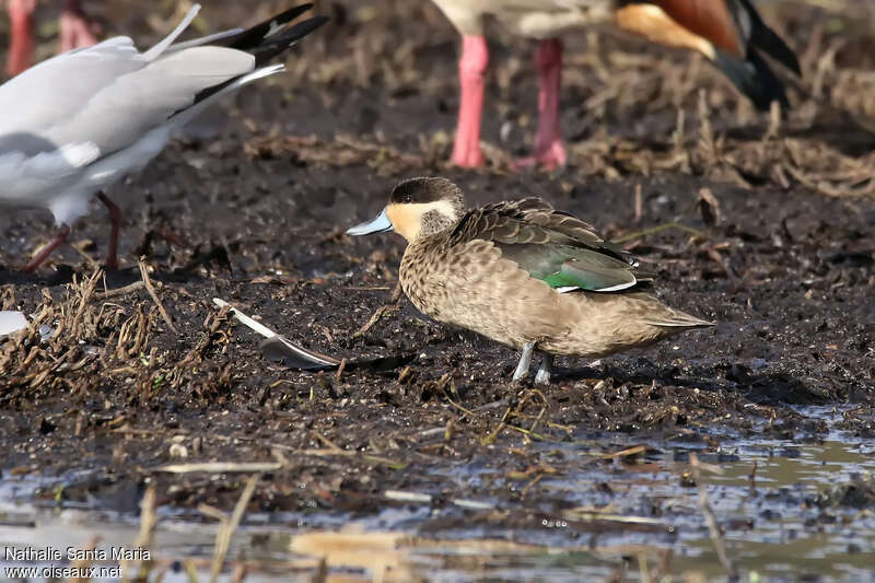 Sarcelle hottentoteadulte, identification