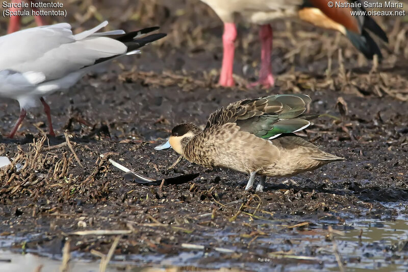 Blue-billed Tealadult, identification, habitat