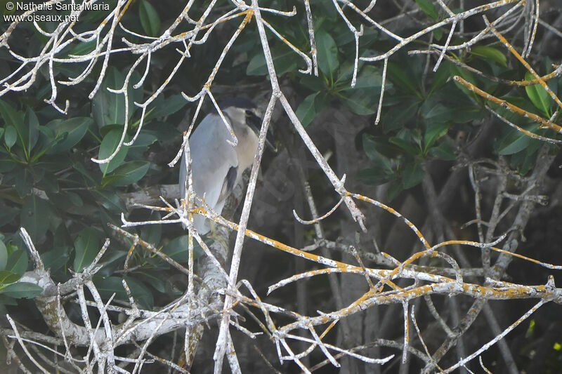 Savacou huppéadulte, habitat