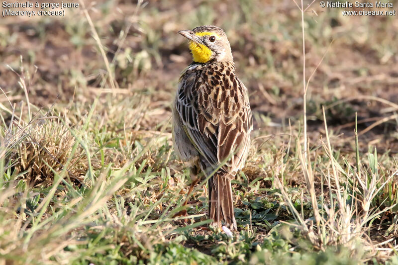 Yellow-throated Longclawadult, identification, habitat, Behaviour