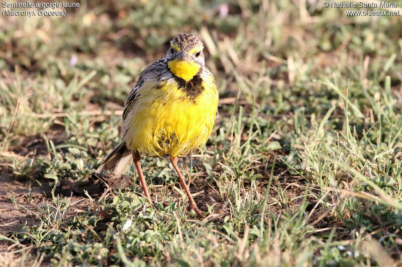 Yellow-throated Longclawadult, identification, habitat