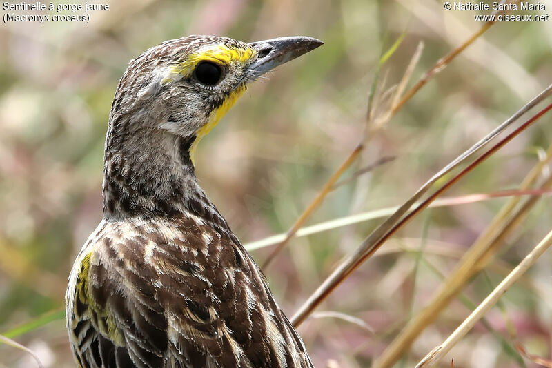 Yellow-throated Longclawadult, identification, close-up portrait