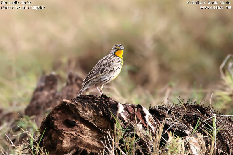 Sentinelle doréeadulte, identification, habitat