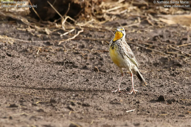 Sentinelle doréeadulte, identification, habitat, marche