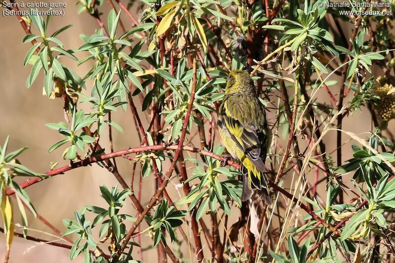 Serin à calotte jauneadulte, habitat