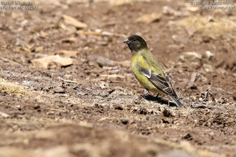 Serin à tête noireadulte, habitat