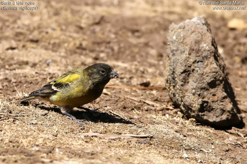 Serin à tête noireadulte, habitat, mange